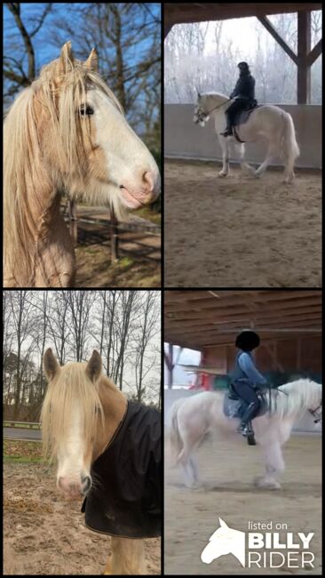 8 jähriger Tinker zu verkaufen, Maike , Horses For Sale, Dietzenbach, Image 7