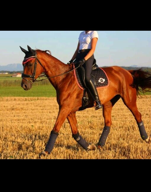 8 jährige Fuchsstute sucht liebevollen Platz als Freizeitpferd, Claudia, Horses For Sale, Pähl, Image 4