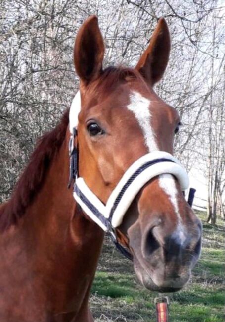 8 jährige Fuchsstute sucht liebevollen Platz als Freizeitpferd, Claudia, Horses For Sale, Pähl, Image 5