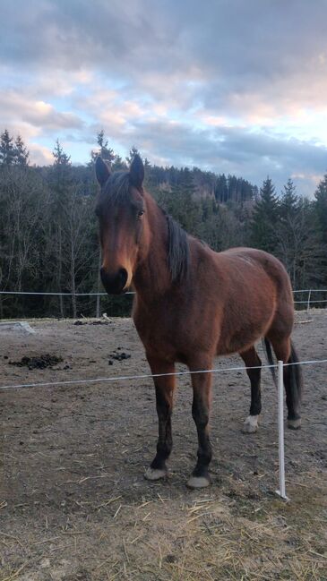 8 jährige Warmblutstute, Konrad Wagner, Horses For Sale, Straganz