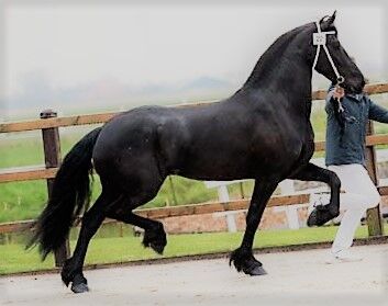 8 Jährige Friesenstute mit einem Stm. 165 cm., Heuring, Konie na sprzedaż, Lausanne