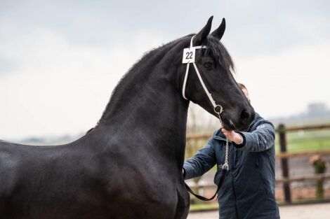 8 Jährige Friesenstute mit einem Stm. 165 cm., Heuring, Konie na sprzedaż, Lausanne, Image 2