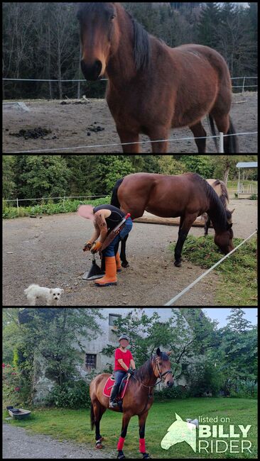 8 jährige Warmblutstute, Konrad Wagner, Pferd kaufen, Straganz, Abbildung 4