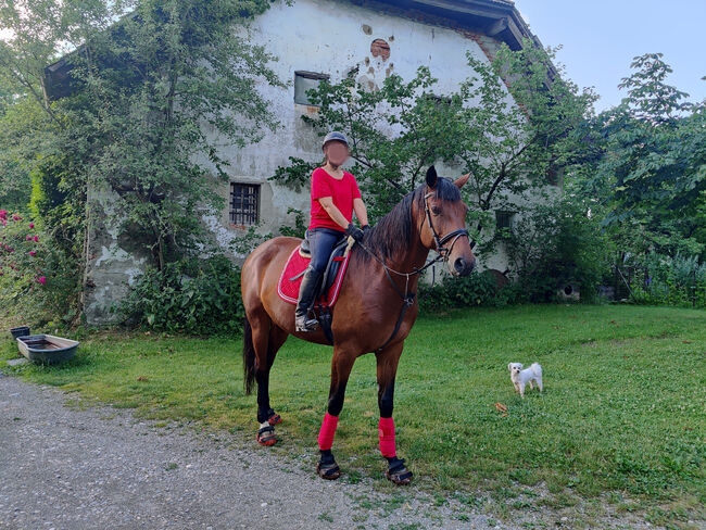 8 jährige Warmblutstute, Konrad Wagner, Pferd kaufen, Straganz, Abbildung 2