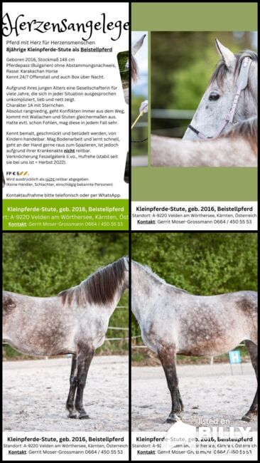 8jährige Kleinpferde-Stute als Beistellpferd, Andrea, Horses For Sale, Velden am Wörthersee, Image 9