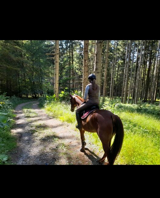 8 jährige Fuchsstute sucht liebevollen Platz als Freizeitpferd, Claudia, Konie na sprzedaż, Pähl, Image 2