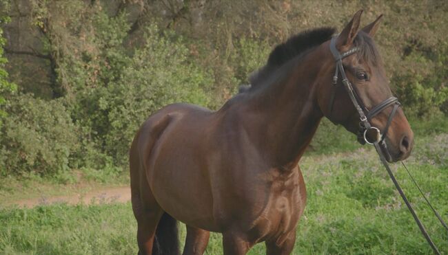 8 jährige Andalusier Stute, ca. 1.62 m, L Niveau - super easy, Thomas Adams (Caballos PRE), Konie na sprzedaż, Bell