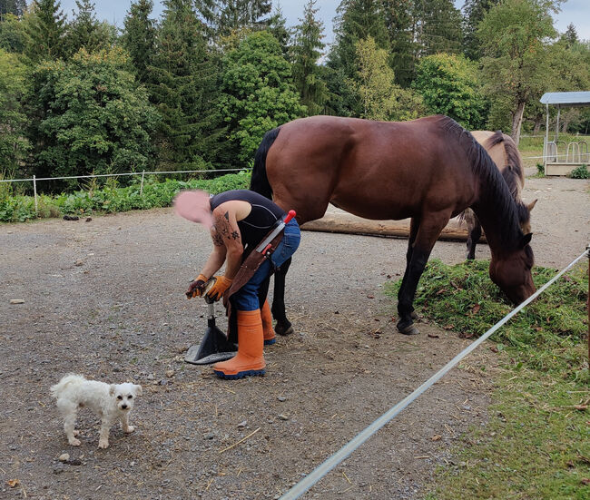 8 jährige Warmblutstute, Konrad Wagner, Konie na sprzedaż, Straganz, Image 3