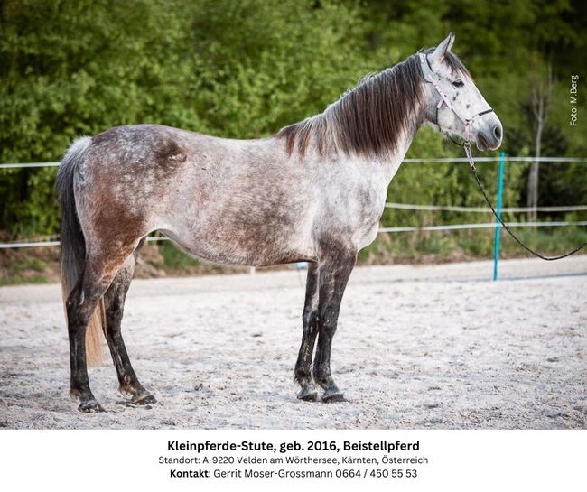 8jährige Kleinpferde-Stute als Beistellpferd, Andrea, Konie na sprzedaż, Velden am Wörthersee, Image 7