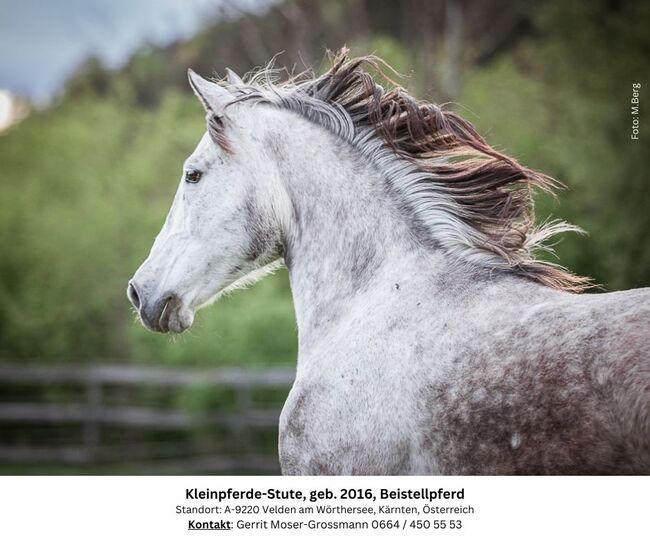 8jährige Kleinpferde-Stute als Beistellpferd, Andrea, Konie na sprzedaż, Velden am Wörthersee, Image 5