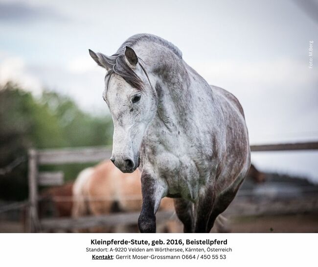 8jährige Kleinpferde-Stute als Beistellpferd, Andrea, Konie na sprzedaż, Velden am Wörthersee, Image 3