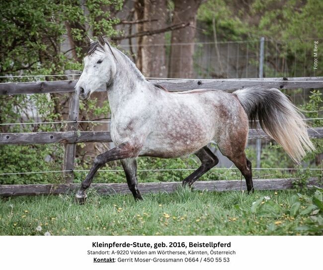 8jährige Kleinpferde-Stute als Beistellpferd, Andrea, Konie na sprzedaż, Velden am Wörthersee, Image 4