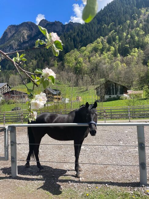 8-Jährige, wunderschöne Cruzado Stute zu verkaufen, Lisa, Konie na sprzedaż, Brand