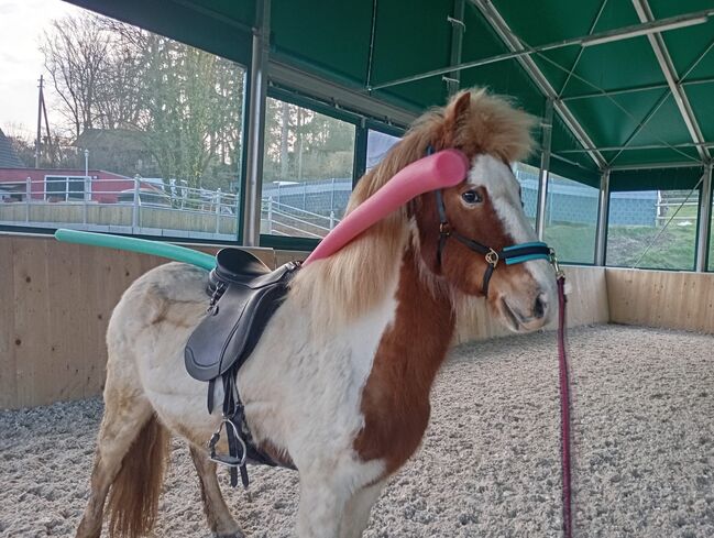 8jähriger Isländer Islandpferd, Pia, Horses For Sale, Egenhausen , Image 3