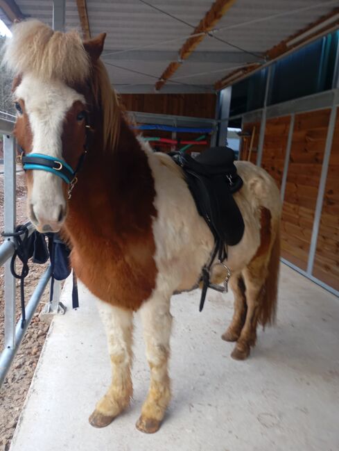 8jähriger Isländer Islandpferd, Pia, Horses For Sale, Egenhausen , Image 2