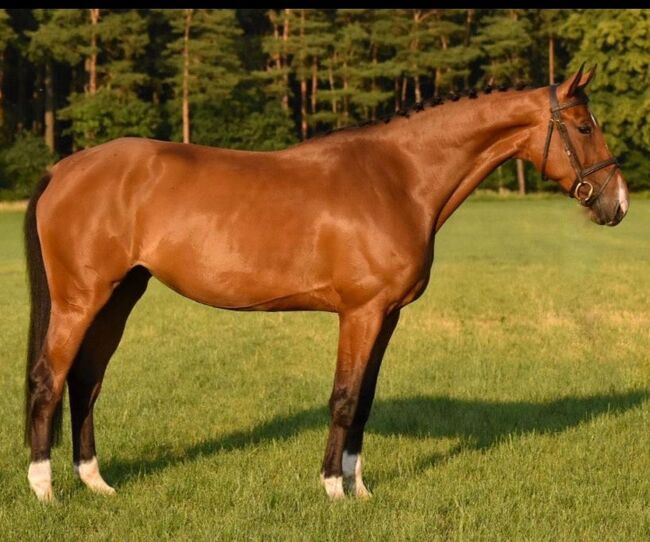 8 jähriges Springpferd mit Turniererfahrung, Karina Hell, Horses For Sale, Freystadt, Image 3