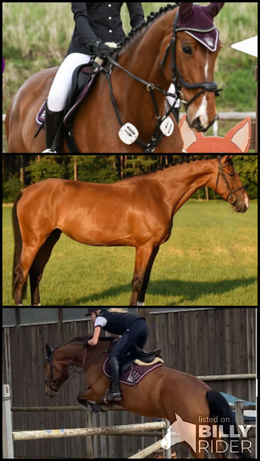8 jähriges Springpferd mit Turniererfahrung, Karina Hell, Horses For Sale, Freystadt, Image 4