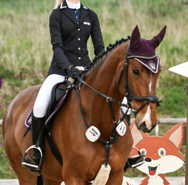 8 jähriges Springpferd mit Turniererfahrung, Karina Hell, Horses For Sale, Freystadt