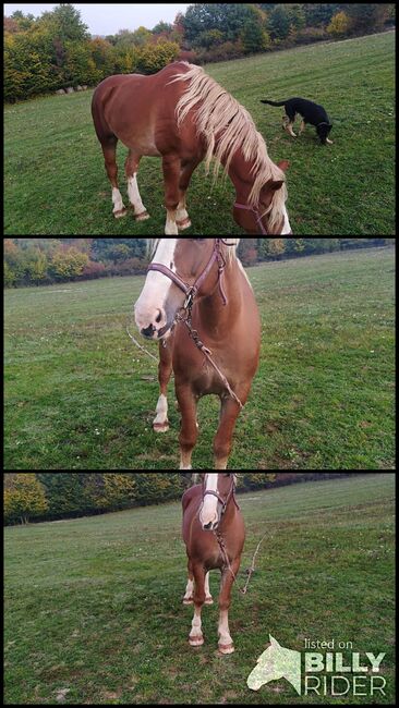 8 jährige Bea gerarbeitet im Wald , Trächtigkeit 4 . Monat, Veronika , Horses For Sale, Uhorske okres Poltar, Image 4