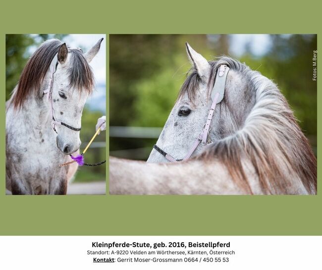 8jährige Kleinpferde-Stute als Beistellpferd, Andrea, Horses For Sale, Velden am Wörthersee, Image 2