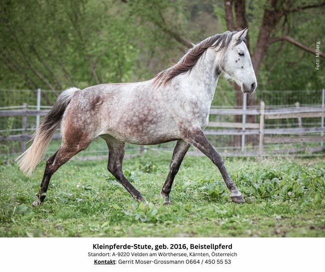 8jährige Kleinpferde-Stute als Beistellpferd, Andrea, Horses For Sale, Velden am Wörthersee, Image 8