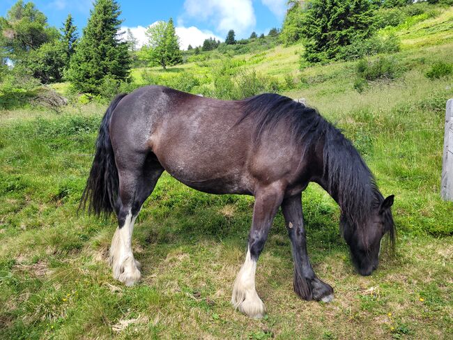 8-jährige Tinkerstute als Bodenarbeitspferd/Beisteller zu vergeben, Elisabeth Lunger , Horses For Sale, Pfitsch , Image 2