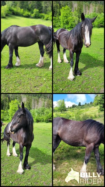 8-jährige Tinkerstute als Bodenarbeitspferd/Beisteller zu vergeben, Elisabeth Lunger , Horses For Sale, Pfitsch , Image 9