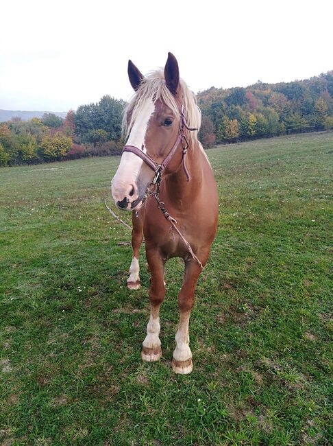 8 jährige Bea gerarbeitet im Wald , Trächtigkeit 4 . Monat, Veronika , Horses For Sale, Uhorske okres Poltar, Image 2