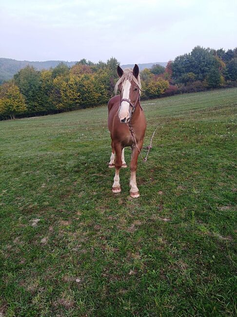 8 jährige Bea gerarbeitet im Wald , Trächtigkeit 4 . Monat, Veronika , Horses For Sale, Uhorske okres Poltar, Image 3