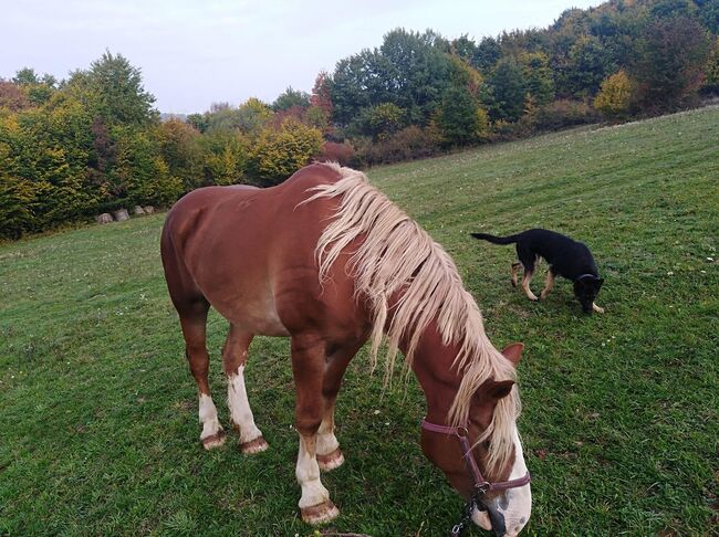 8 jährige Bea gerarbeitet im Wald , Trächtigkeit 4 . Monat, Veronika , Horses For Sale, Uhorske okres Poltar