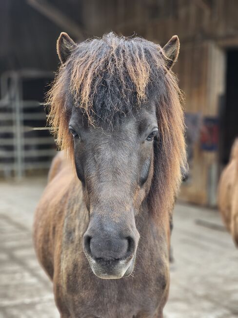 8-jährige Isländerstute sucht „Partner in Crime“, Pauline, Horses For Sale, Uettligen, Image 3