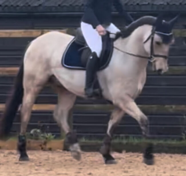 8 year old registered QH, Jemma Jones, Konie na sprzedaż, Hook, Image 5