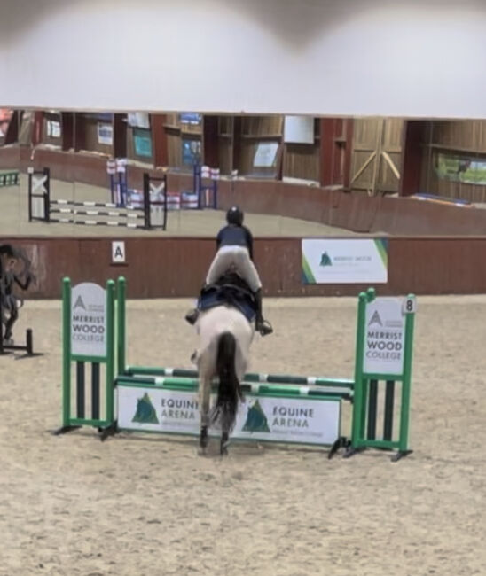 8 year old registered QH, Jemma Jones, Pferd kaufen, Hook, Abbildung 11