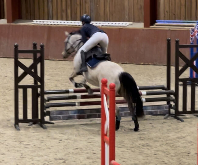 8 year old registered QH, Jemma Jones, Pferd kaufen, Hook, Abbildung 2