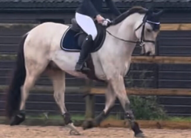 8 year old registered QH, Jemma Jones, Pferd kaufen, Hook