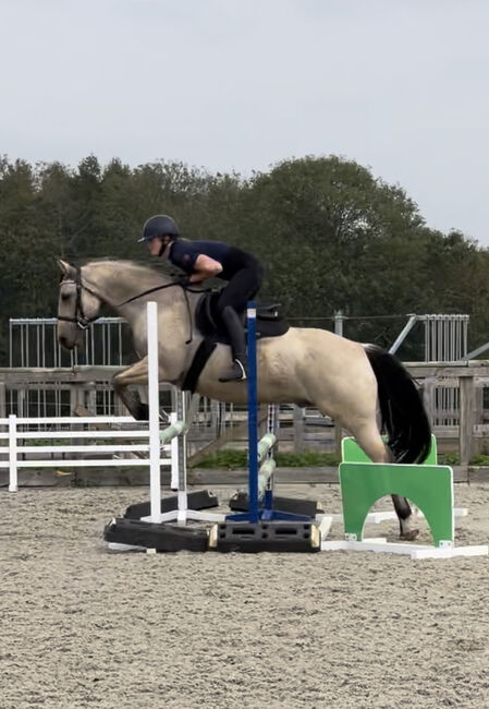 8 year old registered QH, Jemma Jones, Pferd kaufen, Hook, Abbildung 6