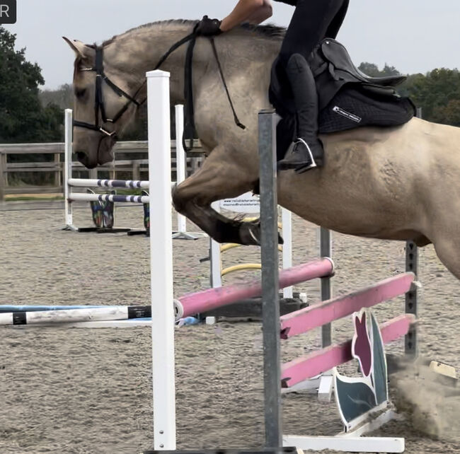 8 year old registered QH, Jemma Jones, Pferd kaufen, Hook, Abbildung 7