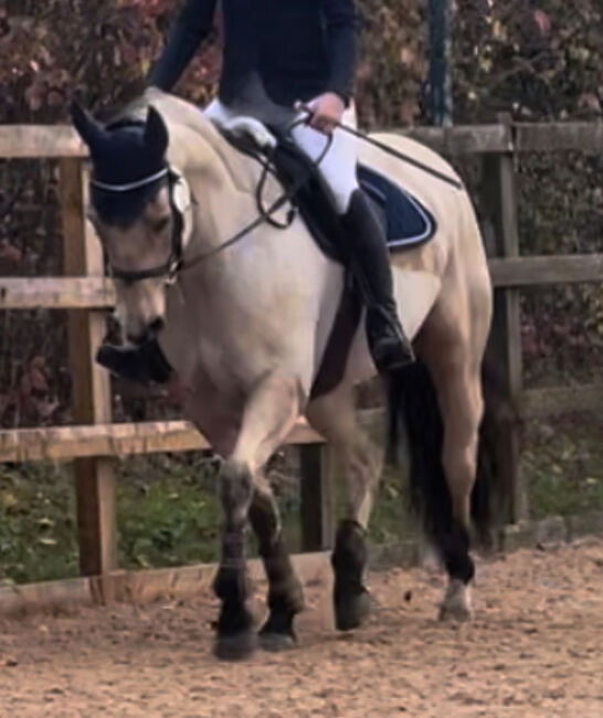 8 year old registered QH, Jemma Jones, Pferd kaufen, Hook, Abbildung 8