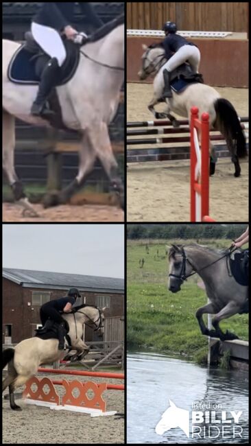 8 year old registered QH, Jemma Jones, Pferd kaufen, Hook, Abbildung 12