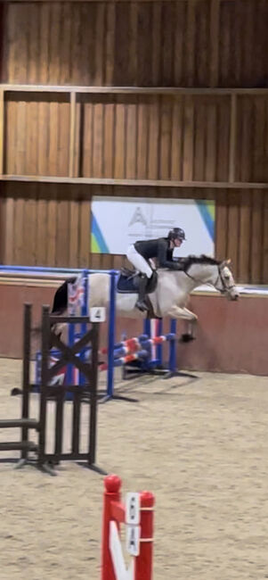 8 year old registered QH, Jemma Jones, Pferd kaufen, Hook, Abbildung 10