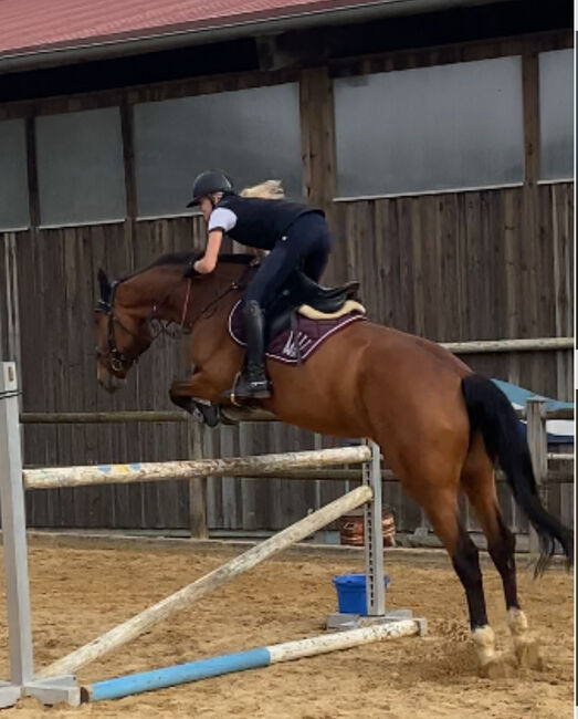 8 jähriges Springpferd mit Turniererfahrung, Karina Hell, Horses For Sale, Freystadt, Image 2