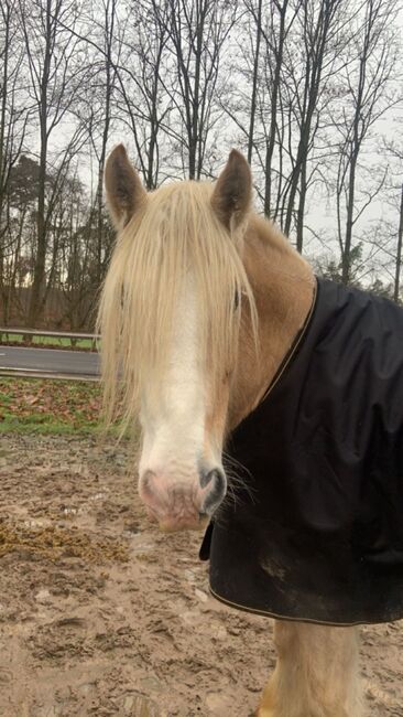 8 jähriger Tinker zu verkaufen, Maike , Horses For Sale, Dietzenbach, Image 2