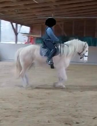 8 jähriger Tinker zu verkaufen, Maike , Horses For Sale, Dietzenbach, Image 5