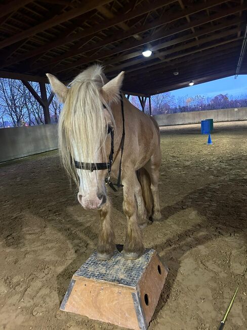 8 jähriger Tinker zu verkaufen, Maike , Horses For Sale, Dietzenbach, Image 6