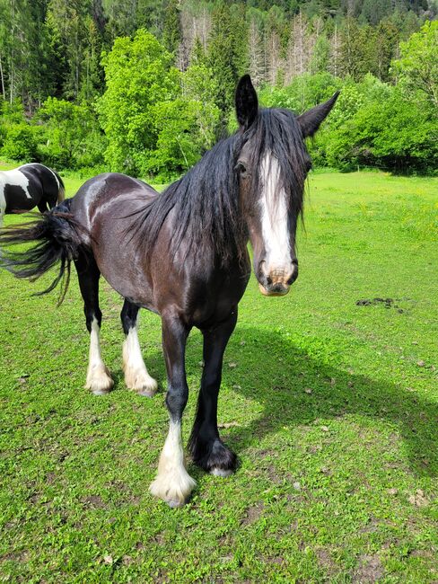 8-jährige Tinkerstute als Bodenarbeitspferd/Beisteller zu vergeben, Elisabeth Lunger , Horses For Sale, Pfitsch , Image 3