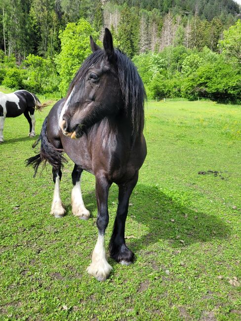 8-jährige Tinkerstute als Bodenarbeitspferd/Beisteller zu vergeben, Elisabeth Lunger , Horses For Sale, Pfitsch , Image 6
