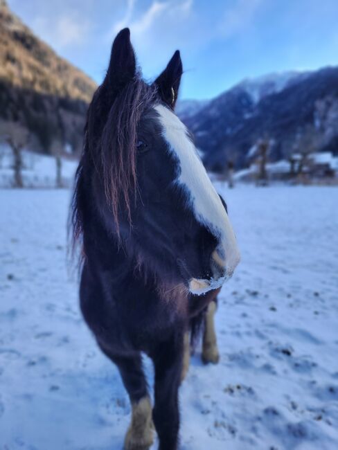 8-jährige Tinkerstute als Bodenarbeitspferd/Beisteller zu vergeben, Elisabeth Lunger , Horses For Sale, Pfitsch , Image 7