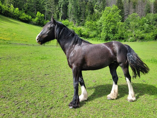 8-jährige Tinkerstute als Bodenarbeitspferd/Beisteller zu vergeben, Elisabeth Lunger , Horses For Sale, Pfitsch , Image 8