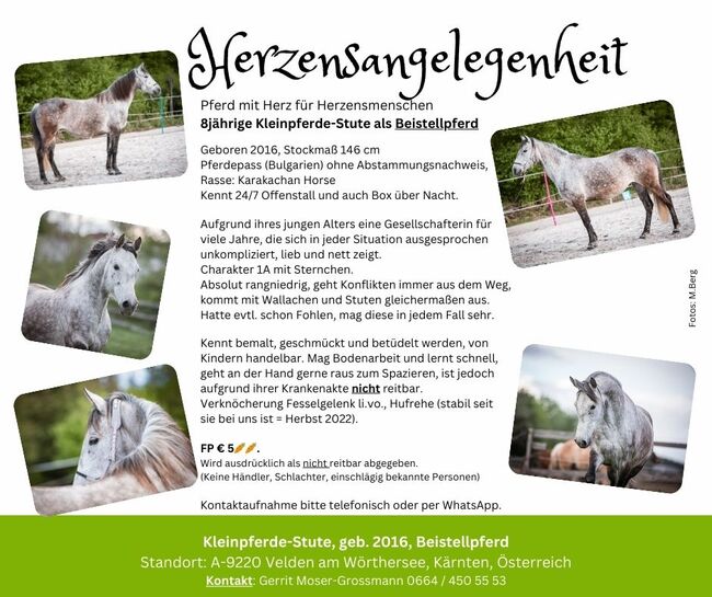 8jährige Kleinpferde-Stute als Beistellpferd, Andrea, Pferd kaufen, Velden am Wörthersee