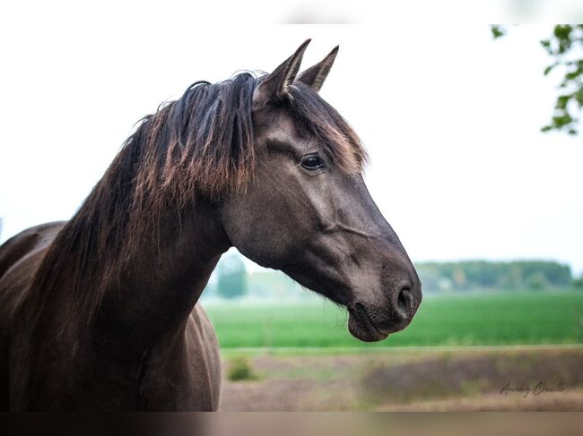 8yo PRE gelding Livino de Gredos, Laima Piliņa, Horses For Sale, Bauska